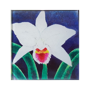Image Title Lifester Coasters (Glass)